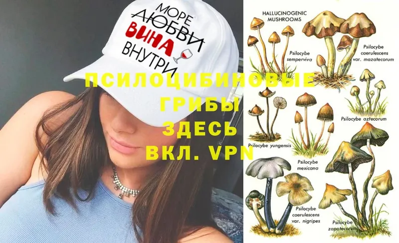 Псилоцибиновые грибы GOLDEN TEACHER  Белая Калитва 